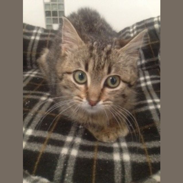 Photo of Pepper