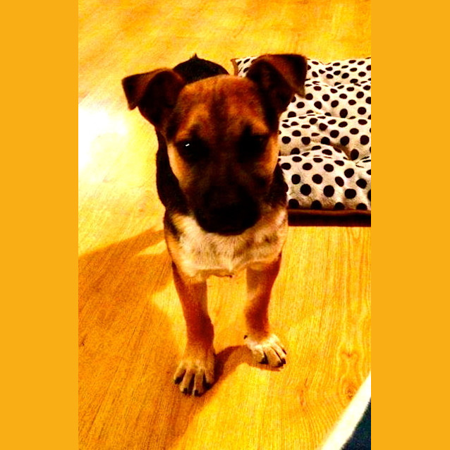 Photo of Rj (On Trial In My New Home)