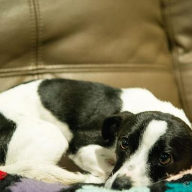 Photo of Bonnie