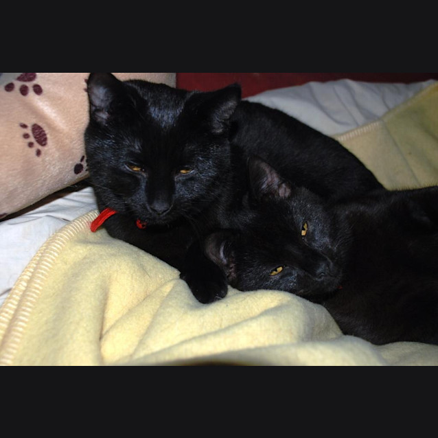 Photo of Mozart And Merlot