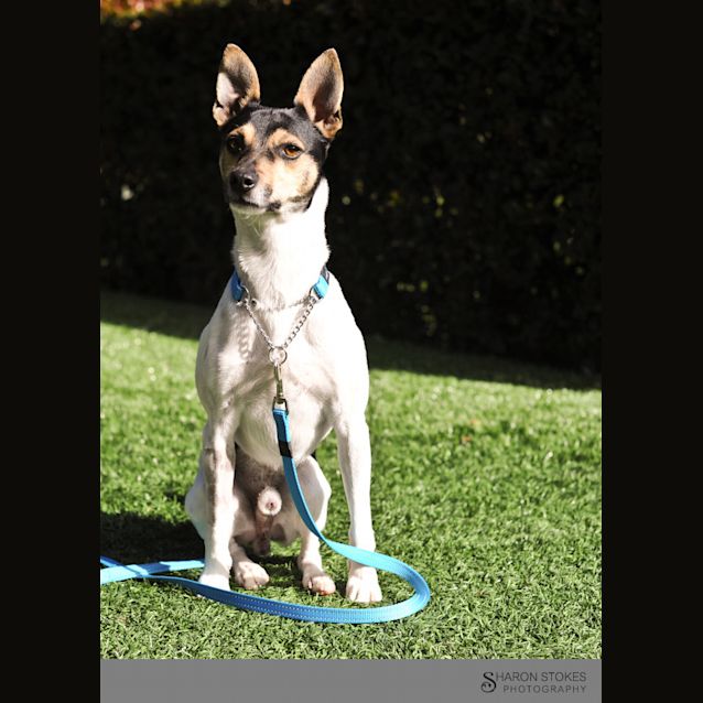 Photo of Bailey