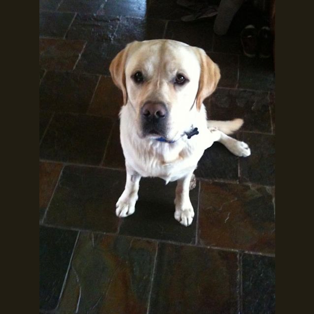 Photo of Oscar * Adopted *