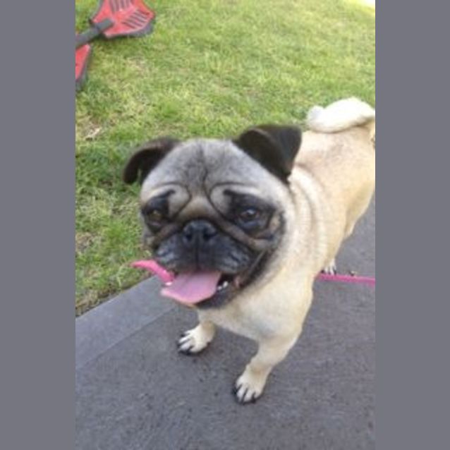 Photo of Peanut *Adoption Pending*