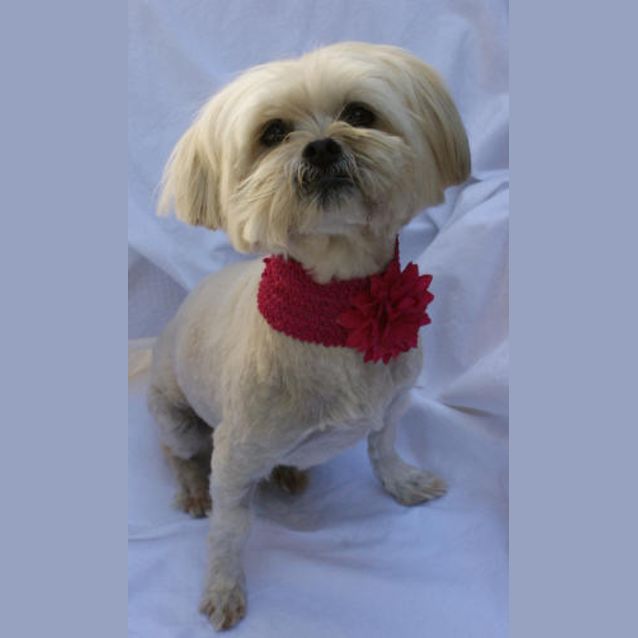Photo of Dora