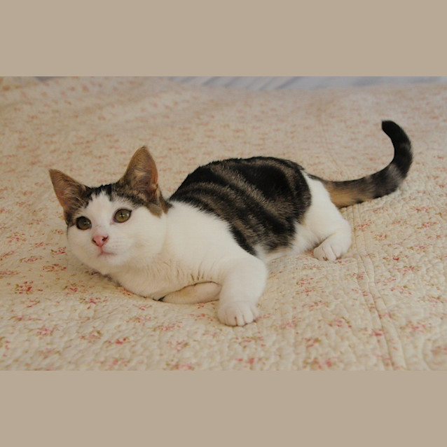 Photo of Tiny Tina 🎀  Playful Cuddly Kitten