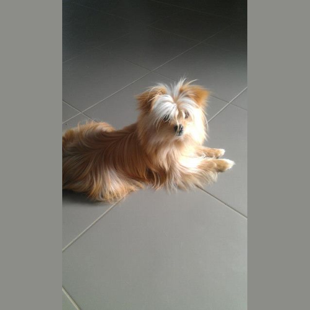 Photo of Lorax * Adopted *