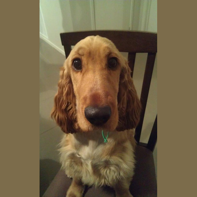 Photo of Jasper * Adopted *