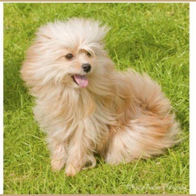 Photo of Lorax * Adopted *