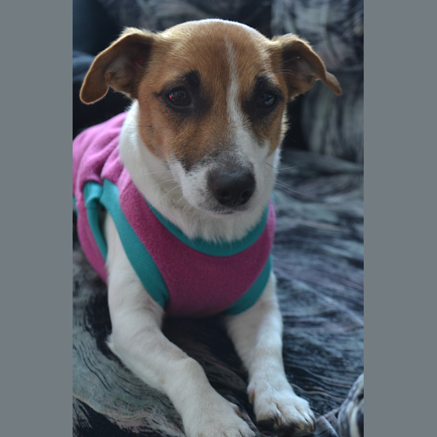 Photo of Gypsy * Adopted *