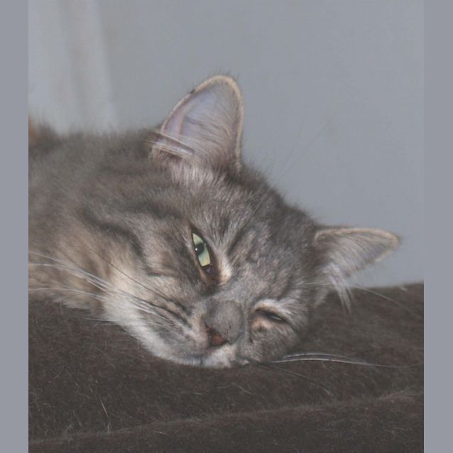 Photo of Lacey