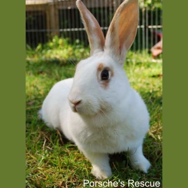 Photo of Karen   Desexed And Vaccinated