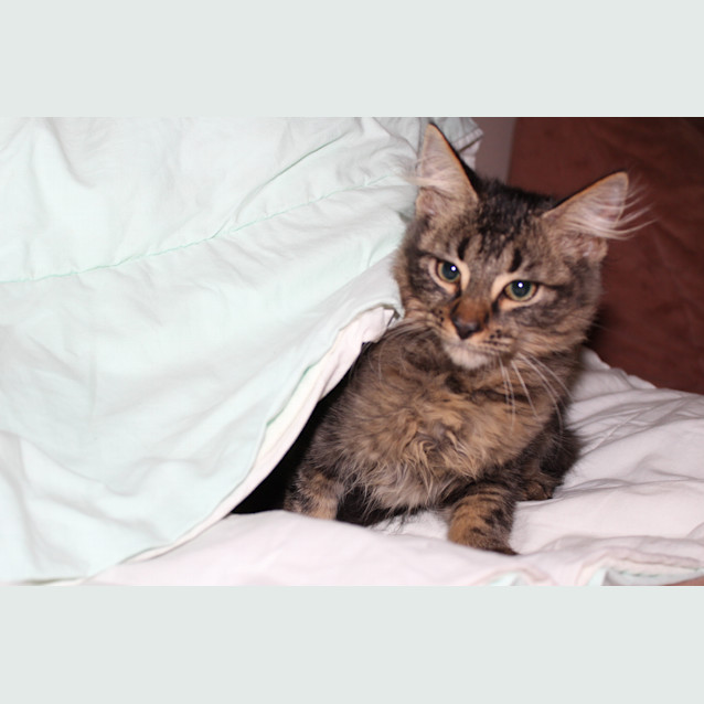 Photo of Luigi *Adoption Pending*