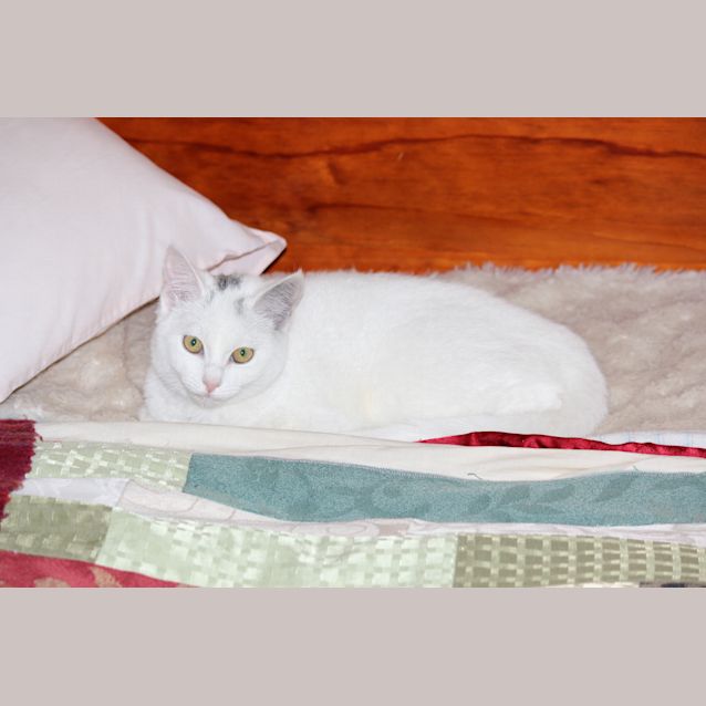 Photo of Snow White