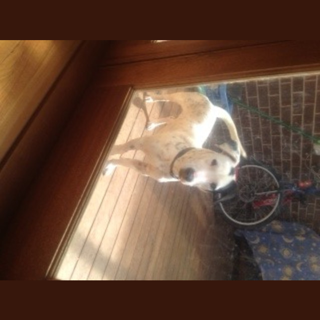 Photo of Winston