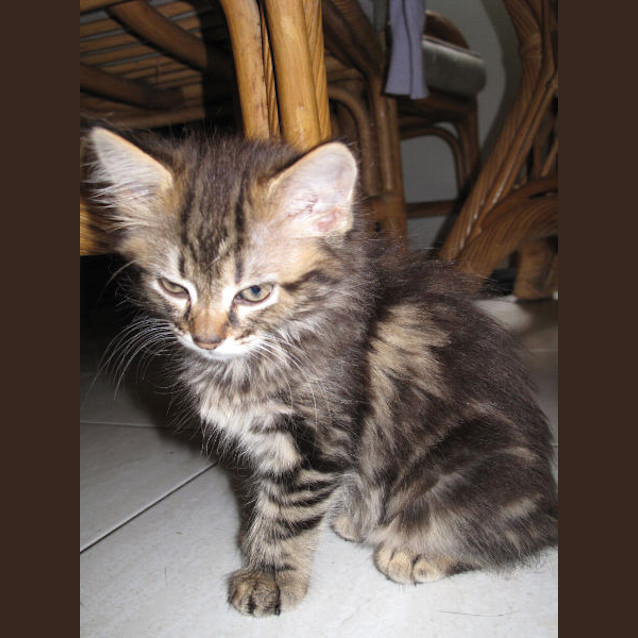 Photo of Blossom