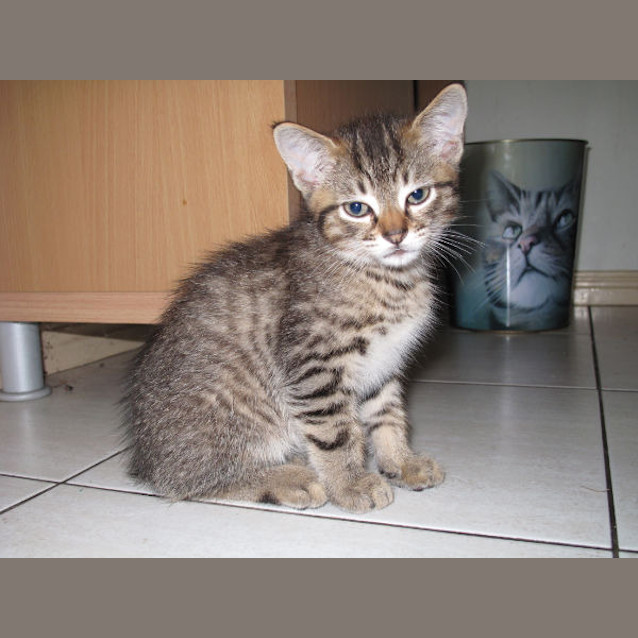 Photo of Scooter