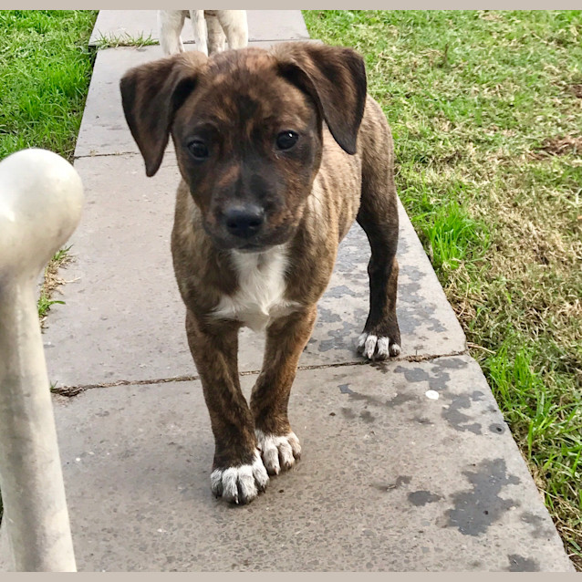 Photo of Jade  ** An Adorable Pup **