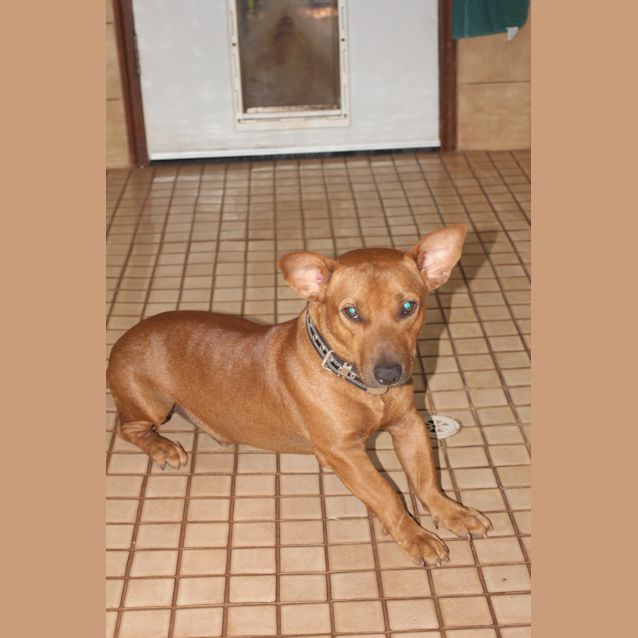 Photo of Shorty