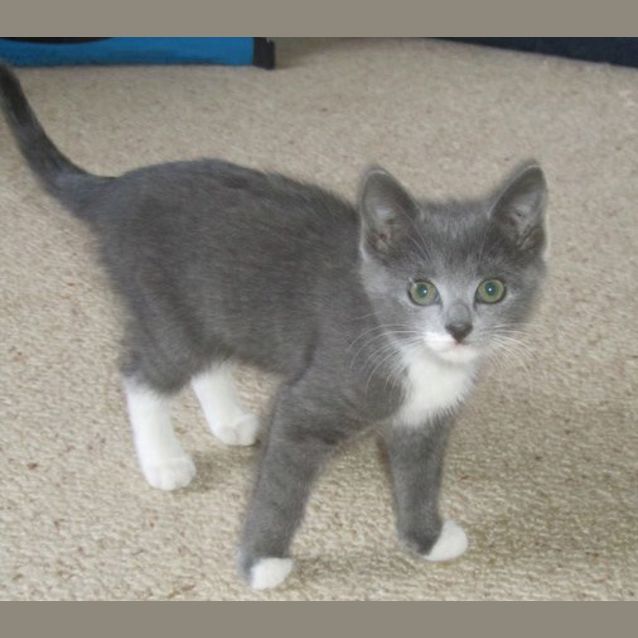 Photo of Violet