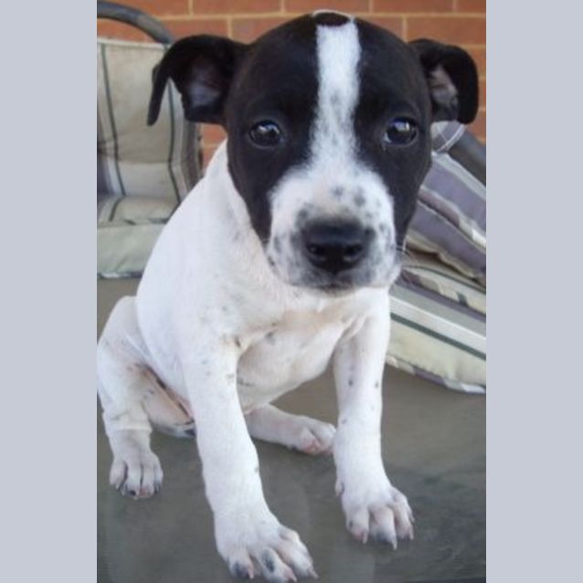 Photo of Kylie   Adoption Pending