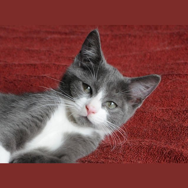 Photo of Gordon The Gorgeous Friendly Tom Kitten