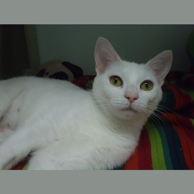 Photo of Violet "C5249"