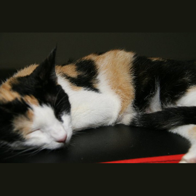 Photo of Bella