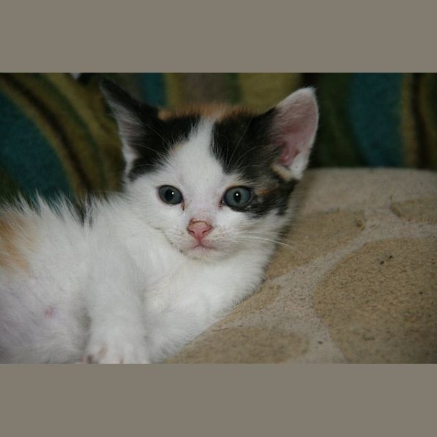 Photo of Diva
