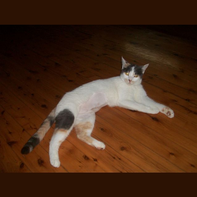 Photo of Aleka