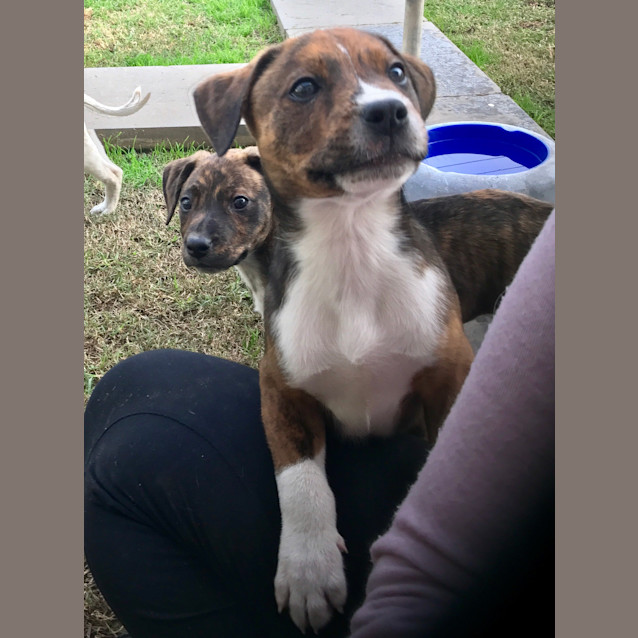 Photo of Jade  ** An Adorable Pup **
