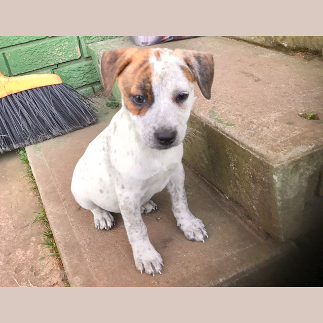 Photo of Pearl ** A Divine Pup **