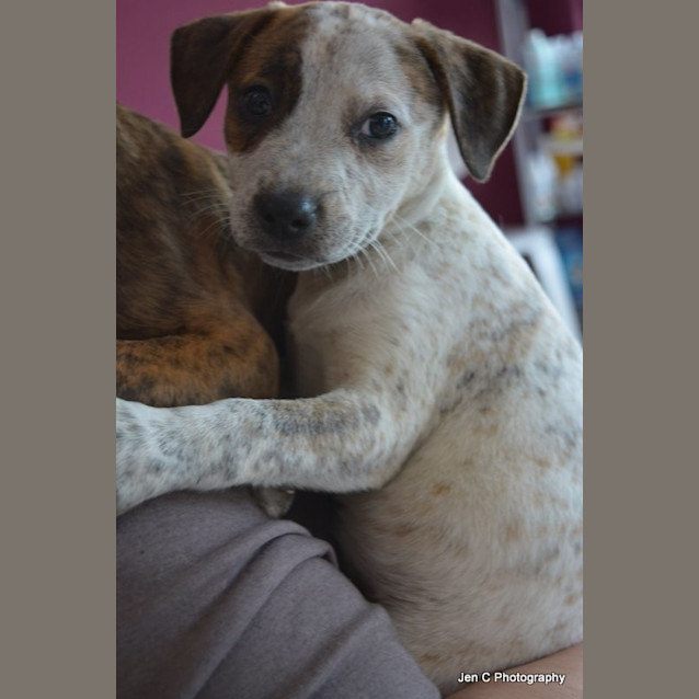 Photo of Pearl ** A Divine Pup **
