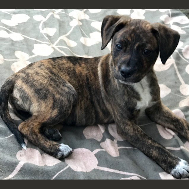 Photo of Jade  ** An Adorable Pup **