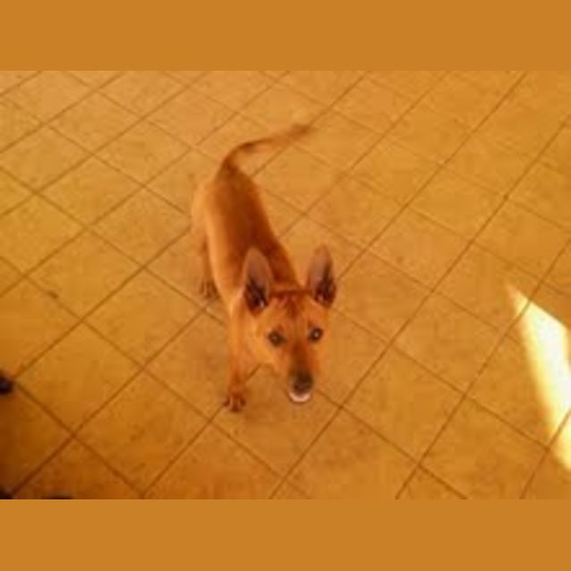 Photo of Pippa
