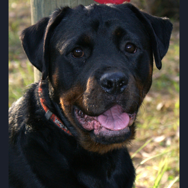 Photo of Ace