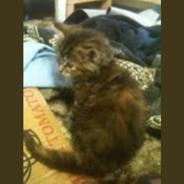 Photo of Fluffball  Needs A Name :)