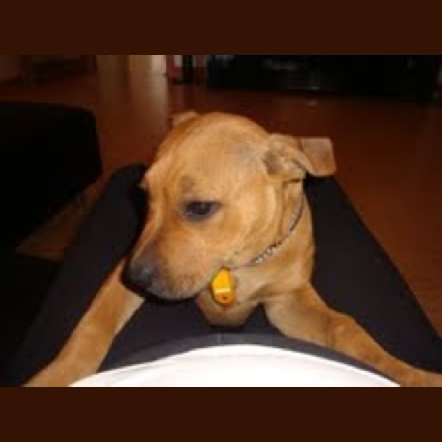 Photo of Miika * Adoption Pending*