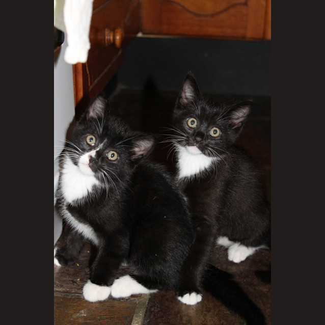 Photo of Chino & Missy