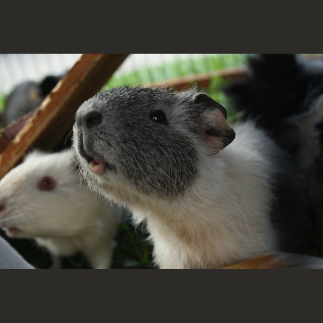 Photo of Fuzzy Micfuzz