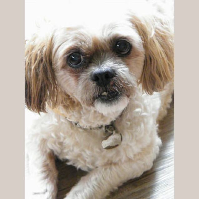 Photo of Bridie Is Trying A New Home!!
