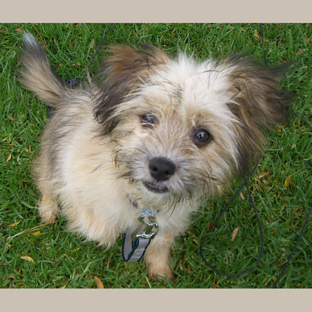 Photo of Willow