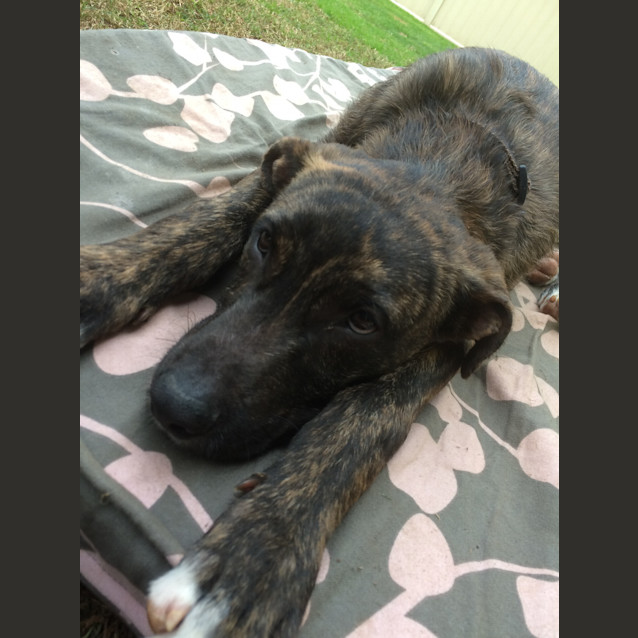 Photo of Casey ** A Total Lovebug **