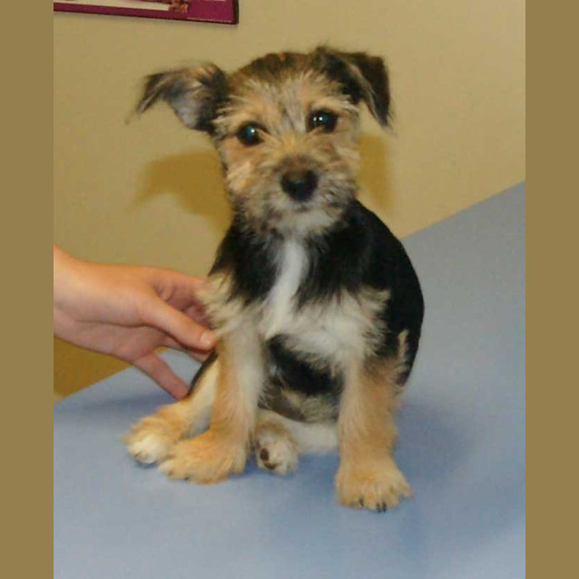 Photo of Tiki