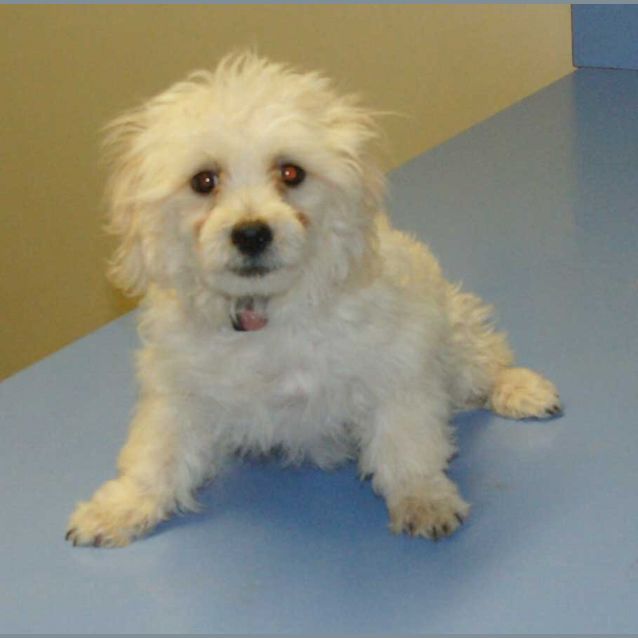 Photo of Mopee
