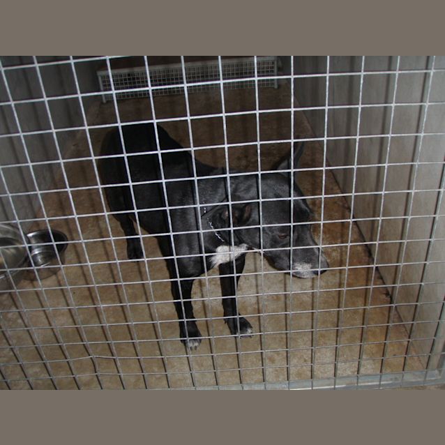 Photo of Pearl * Adoption Pending*