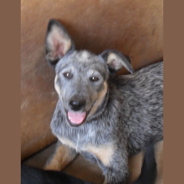 Photo of Nova