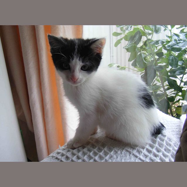 Photo of Duchess