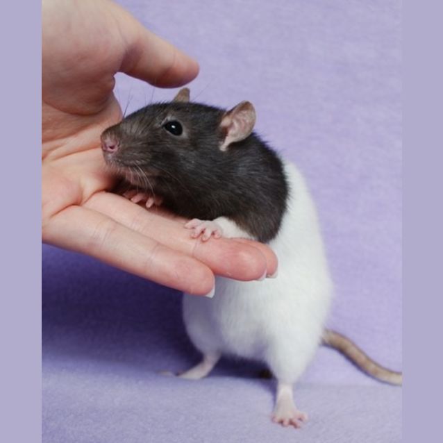 Photo of Muesli