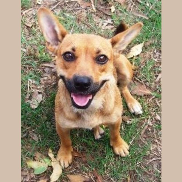 Photo of Suzie On Hold Pending Adoption