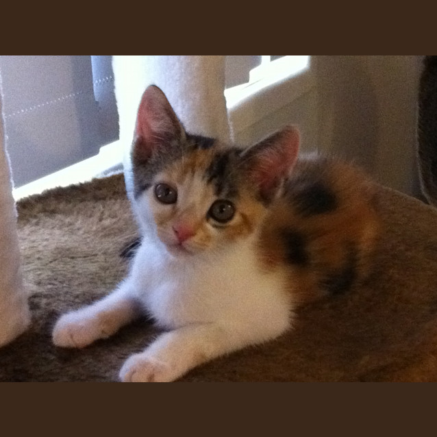 Photo of Tigerlily